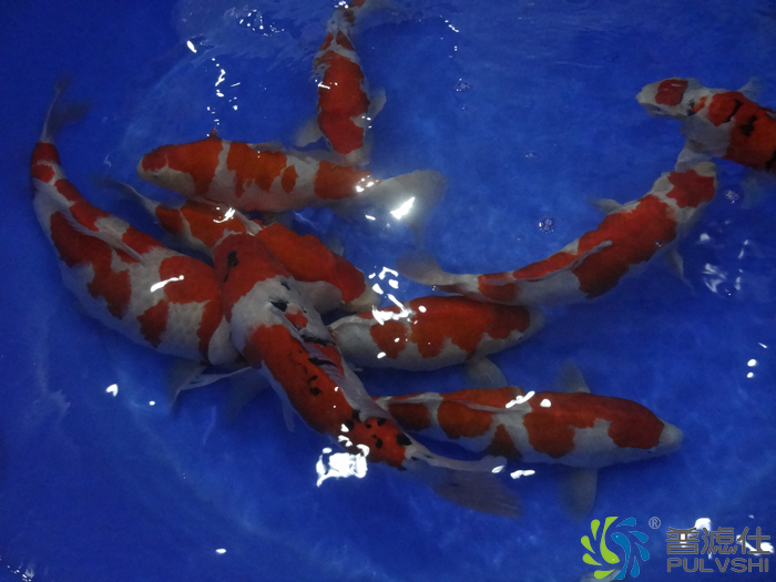 江门锦鲤大赛鳞王杯